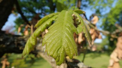 Quercus dentata - dub zubatý